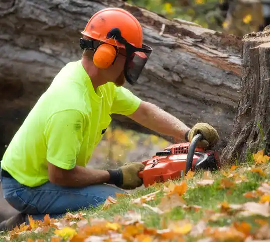 tree services Severna Park